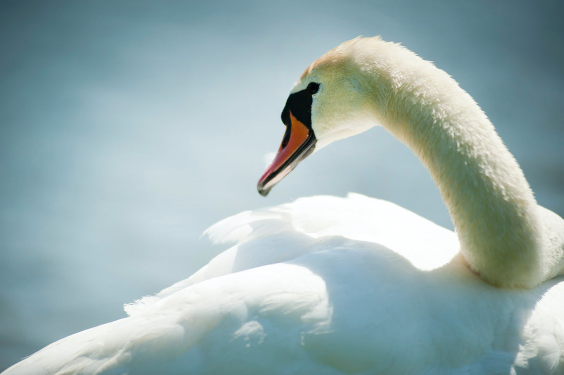 Swan Eleganz